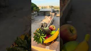🍍🍌🥝🍎🍏🍐