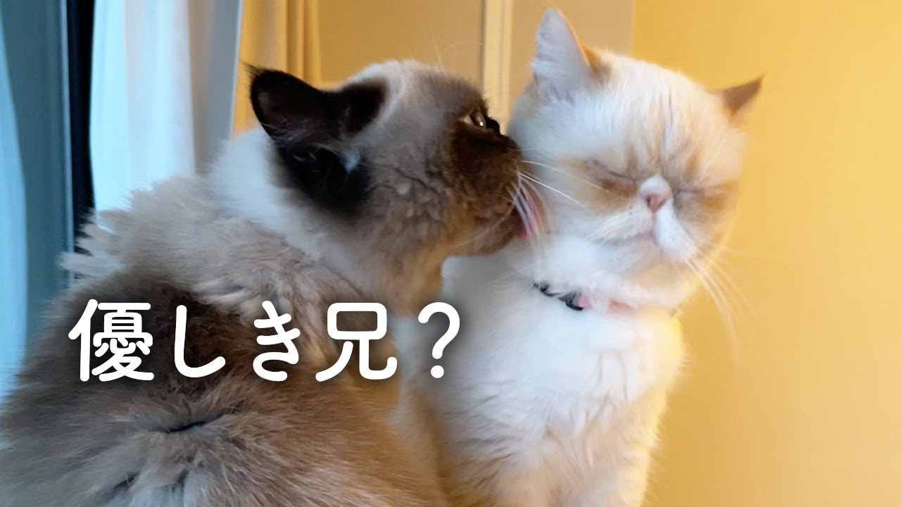 弟猫をペロペロしてあげる優しい兄猫だと思っていたのに