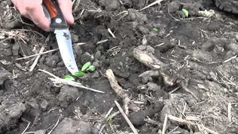 Soybean Emergence and Germination Issues