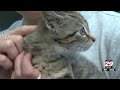 Charlottesville shelter short on supplies as kitten season heats up