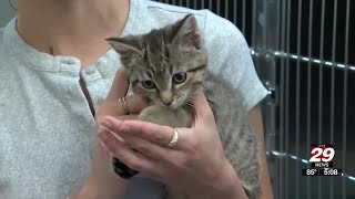 Charlottesville shelter short on supplies as kitten season heats up