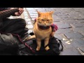 A street cat named bob the big issue cat  iphone 4s 1080p