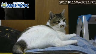 [CAT LIVE配信終了分] 自宅警備ねこNALSOK ベランダ猫ライブカメラ [2019101603]