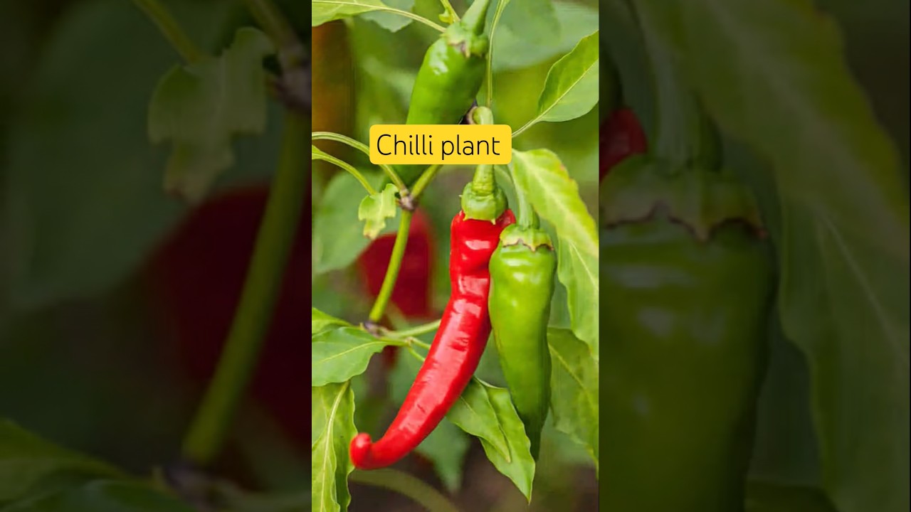 मिर्च का पौधा 
