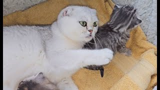 Kitten plans to escape, meows, but he quickly changes his mind and returns to his mom's breast by Cat Chloe & kittens 4,292 views 3 weeks ago 2 minutes, 54 seconds