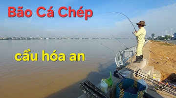 Câu Cá Sông Đồng Nai " ĐỤNG BẦY CÁ CHÉP " Kéo Mỏi Tay a,e ơi......Bão Cá Chép