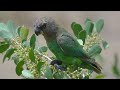 Brown-headed Parrot call / sound