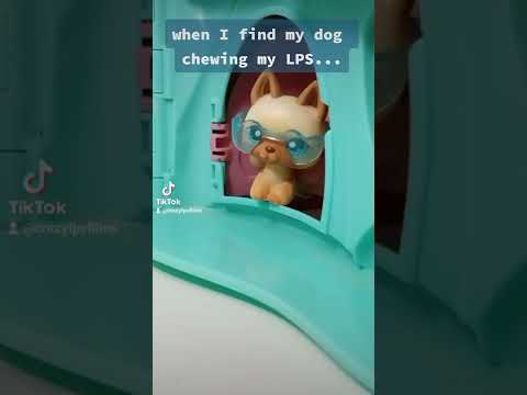 When my dog