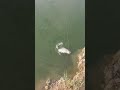 AHB fishing YouTube fishing 🎣 like subscribe share mor videos visit my channel#katla#goldenfish 🐟