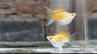 Ikan Molly Remaja Badan Long setelah dewasa bisa jadi Molly Balon ?? apa benarr?