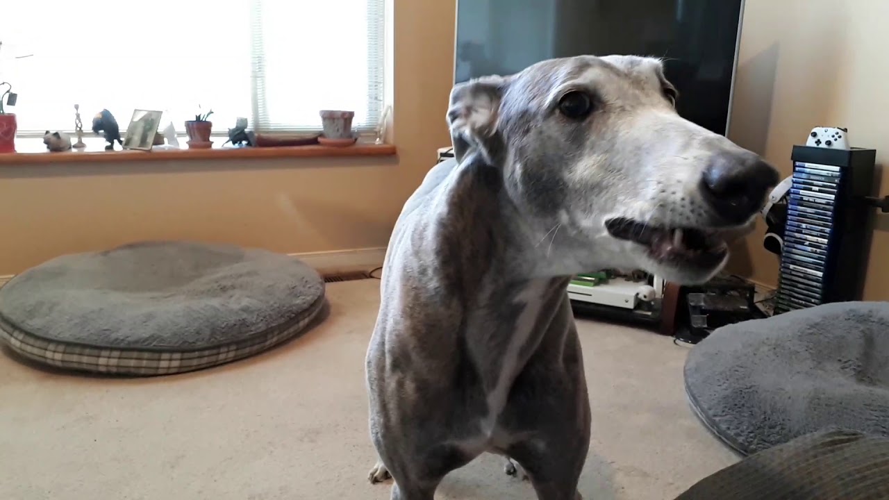 Greyhound trying to howl YouTube