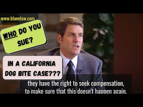 San Diego Dog Bite Lawyers