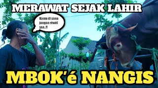 AKIBAT MERAWAT DENGAN HATI ‼️ IBU TAK KUAT MENAHAN TANGIS BERPISAH DENGAN SAPI KESAYANGANNYA.