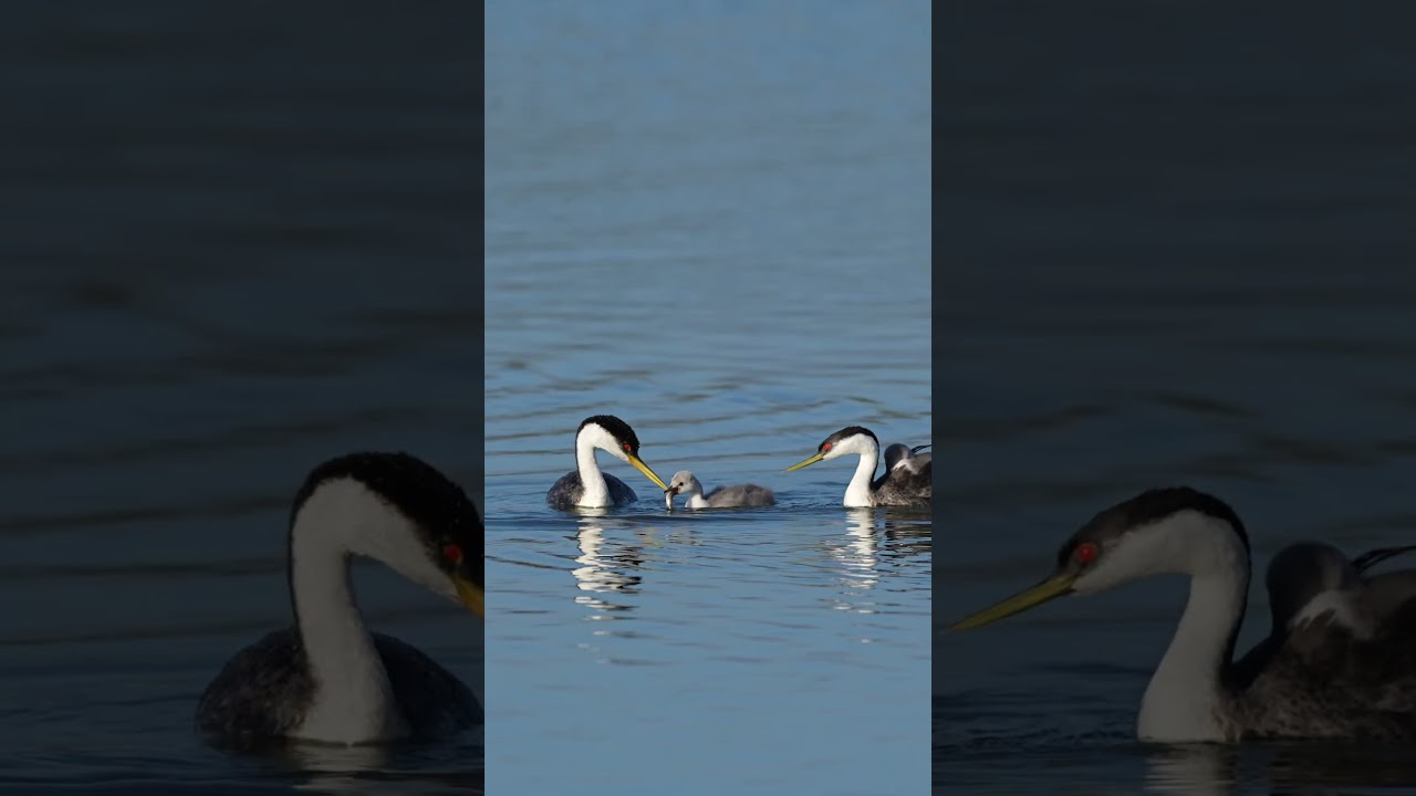 Clark's Grebe chick feeding # 
