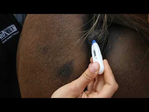 How to take your horses' temperature