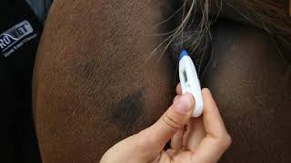 How To Take Your Horses Temperature