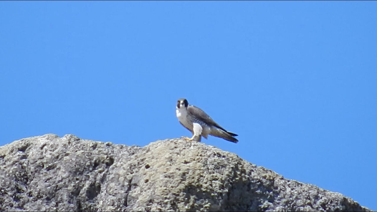 pic flamboyant quebec Faucon pèlerin en zone de nidification Nikon Coolpix P900 zoom