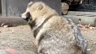 【Cute Japanese Raccoon Dogs】Tanukis in Winter Snow! Adorable Baby Tanukis Interaction and Soothing🦝