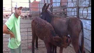 Mamando Del Buche Pedro El Cabrero