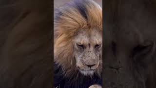 Yes The Lion Can Sneeze Too Watch