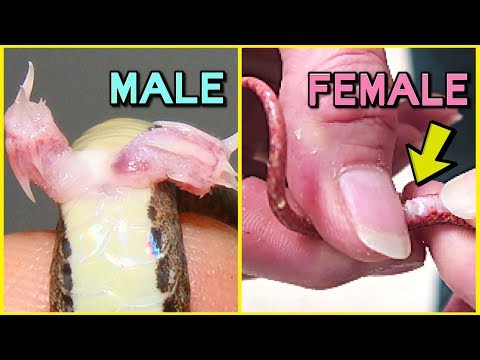 5 WAYS TO TELL IF YOUR SNAKE IS A BOY OR GIRL! | BRIAN BARCZYK