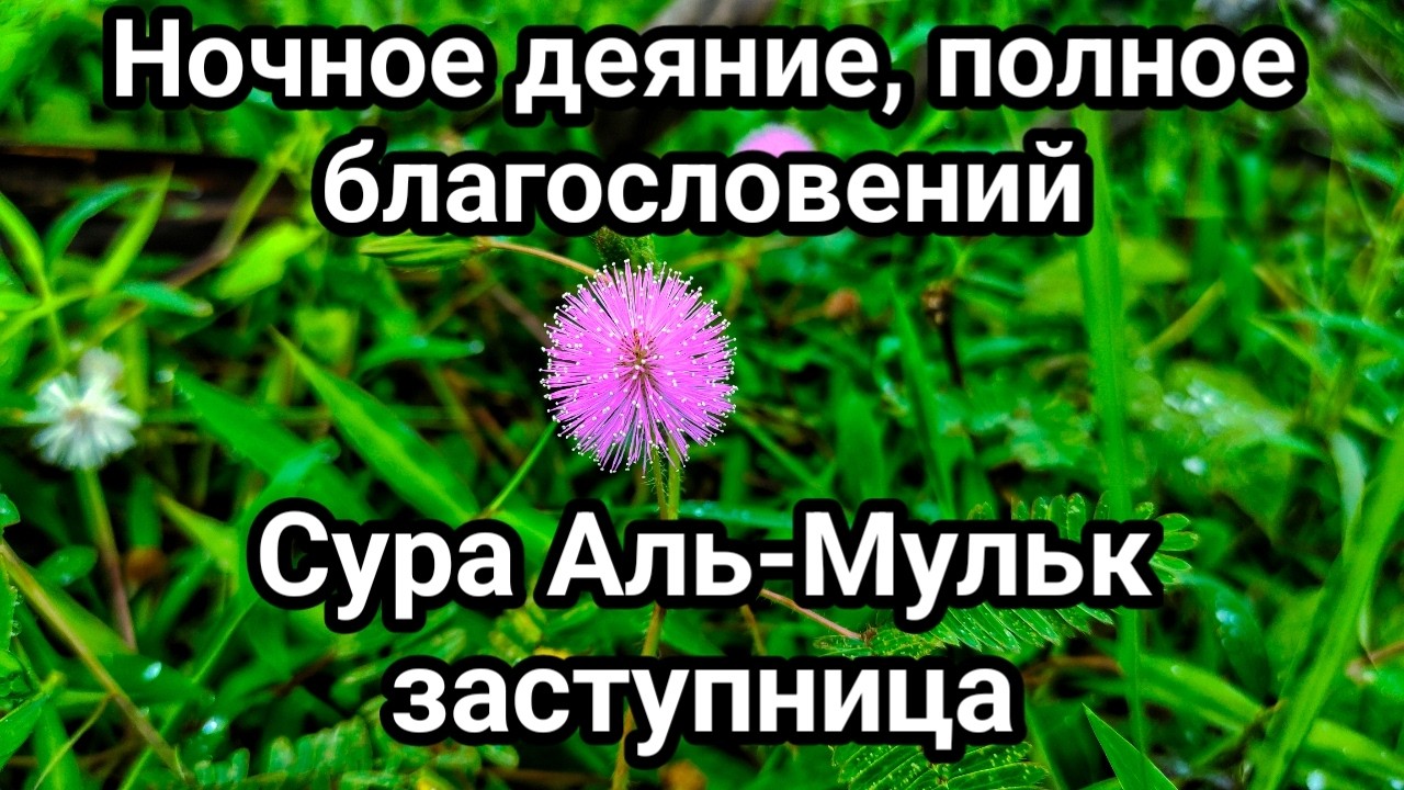 Ночное деяние, полное благословений, Сура Аль-Мульк — заступница. A Night Deed Full of Blessings