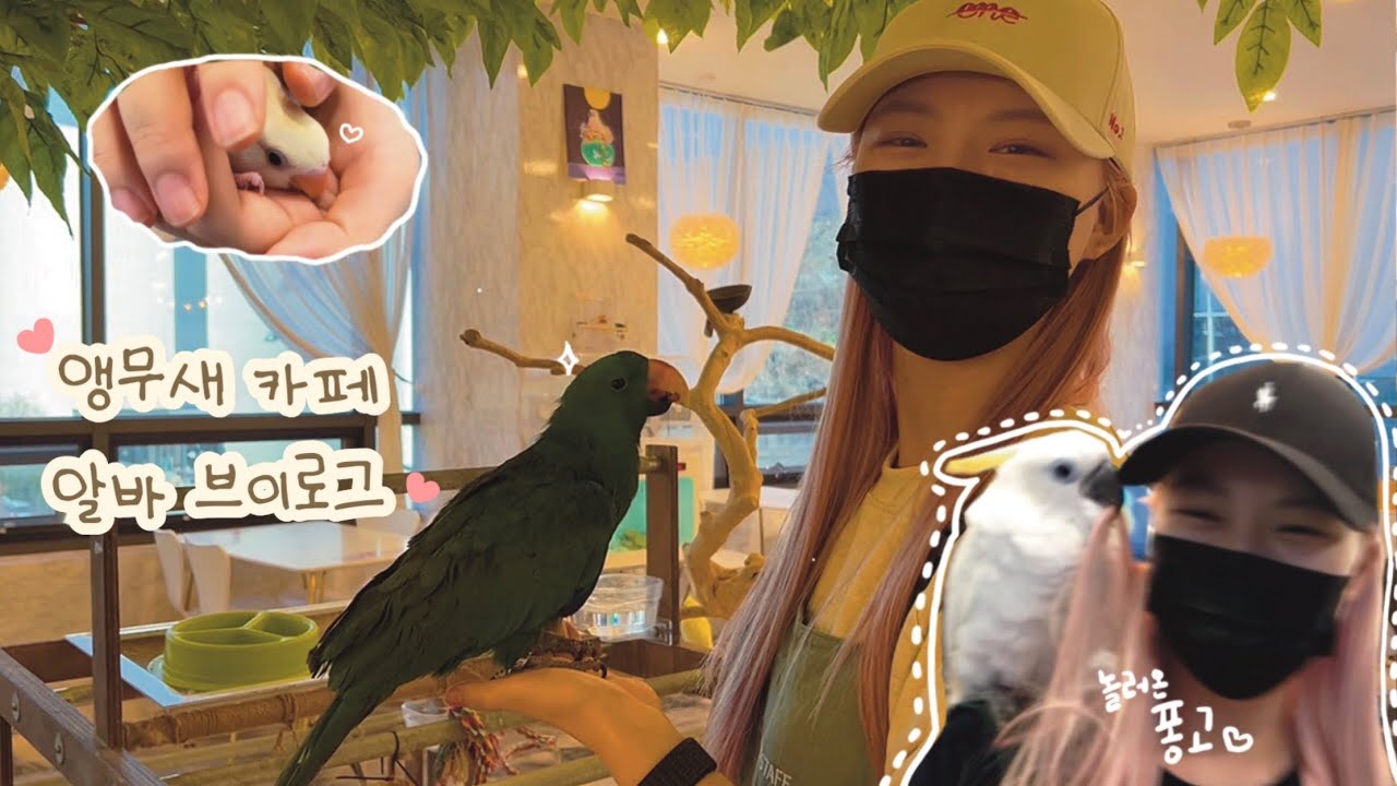 🐥앵무새 카페 알바 브이로그 | 놀러온 퐁고랑 마고 | 모란앵무, 엄브렐라 코카투, 회색앵무, 뉴기니아 앵무새