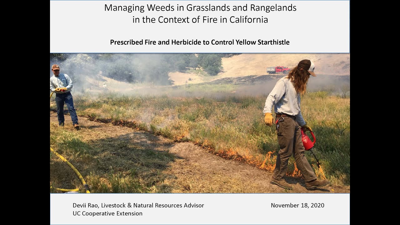 MWGR2020 Presentation #3: Prescribed fire and herbicide to control ...