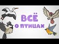 Всё о птицах [Минутка Земли]