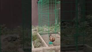 tamang set-up ng flying pen
