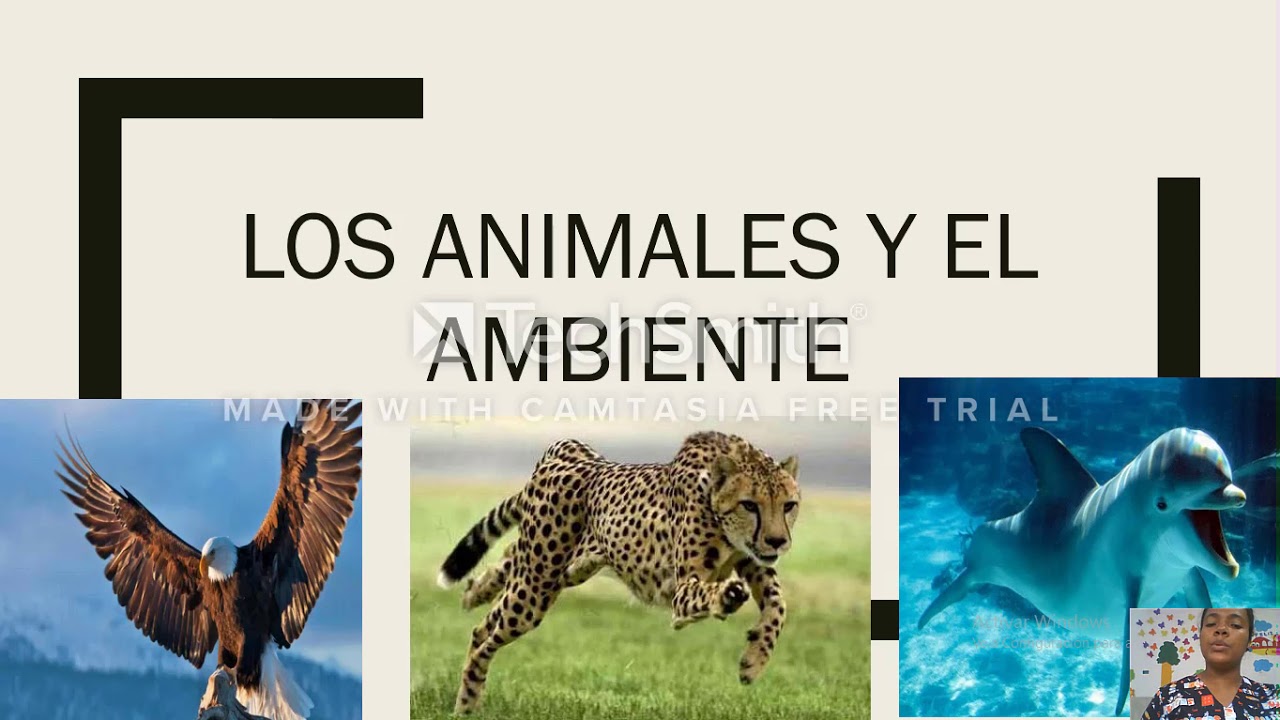 Los animales y el ambiente - grado 2 - YouTube