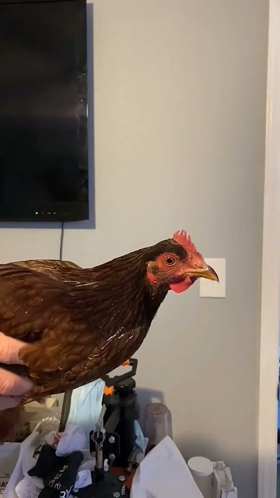 Wow!!! Keseimbangan Kepala Ayam