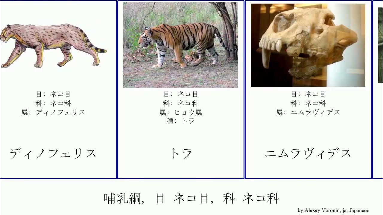 哺乳綱, 目 ネコ目, 科 ネコ科 mammal マカイロドゥス亜科 Shel アンフィマカイロドゥス オオヤマネコ スペインオオヤマネコ メ