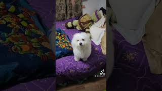 Surpriced Me He Jumped High