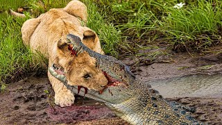 Crocodile Attacks Lion To Reclaim Stolen Prey, Terrible Tragic Ending Happened Suddenly!