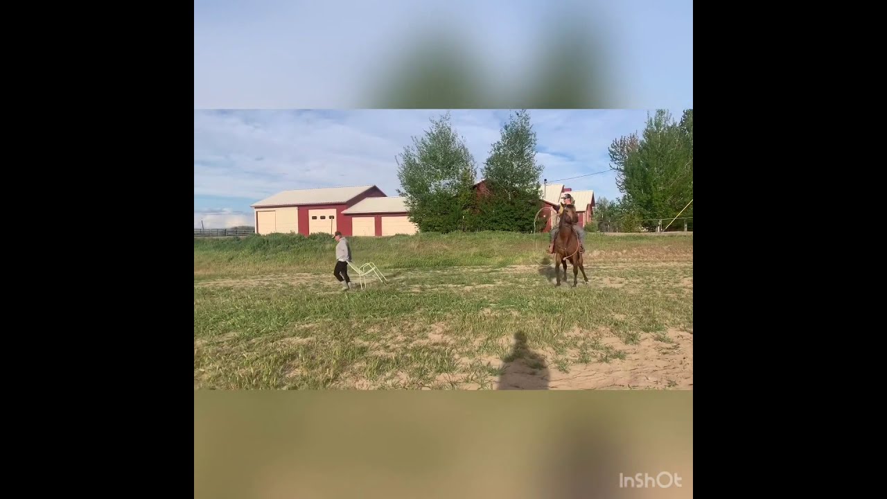 Dusty arena horse skills final