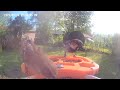 Birds video afternoon today 