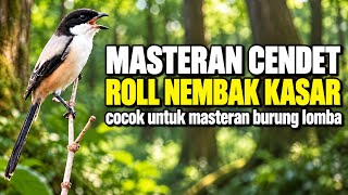🔴 Masteran Cendet Materi Roll Nembak Kasar Cocok Untuk Burung Lomba