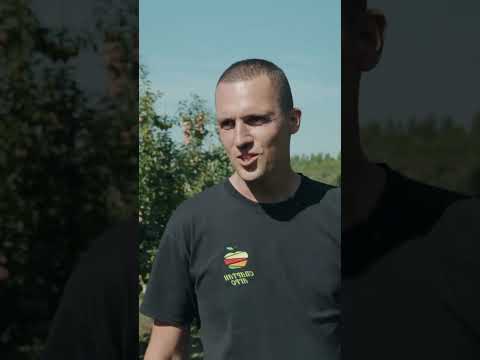 «20-25 кг яблок с дерева!» // Как быстро окупается сад? #shorts