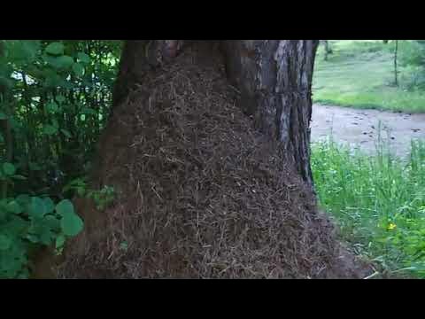 стрельба с колена цсо альфа. отрабатывать стрельбу лежа на муравейнике. магнар сольберг. магнар сольберг муравейник. снайпер лежа.