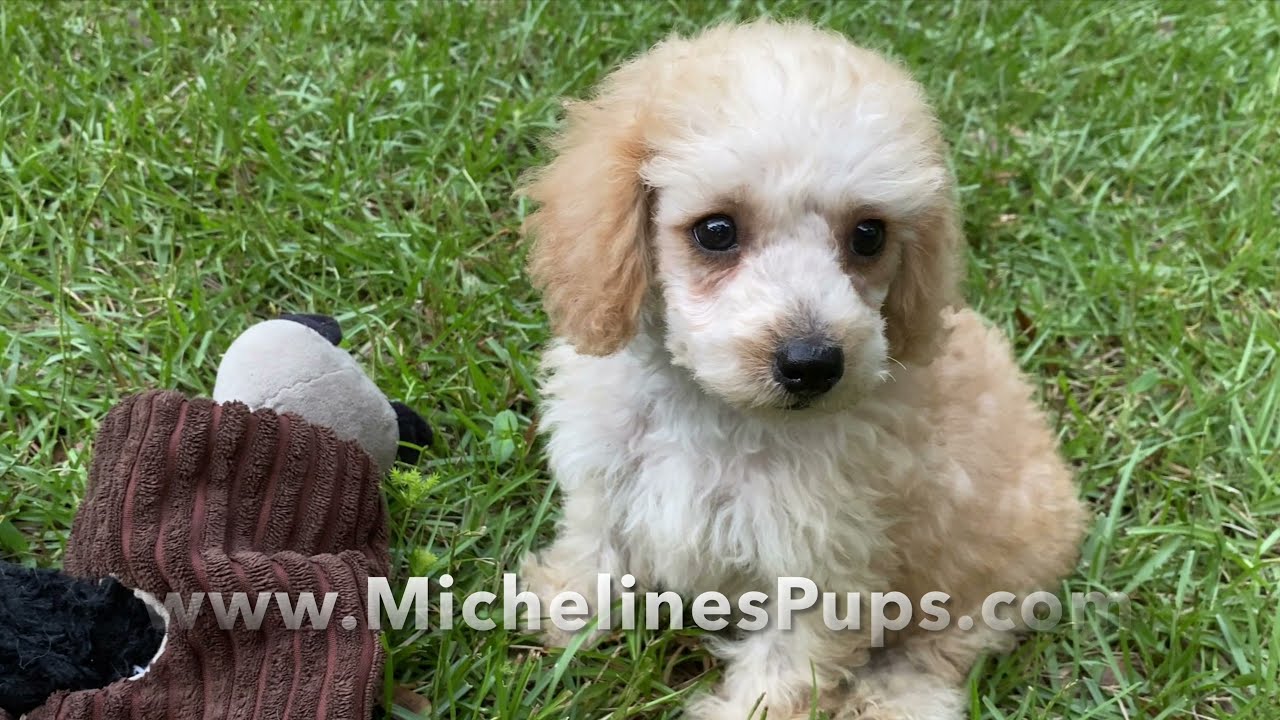 Beautiful Poodle Pups For Sale - Micheline