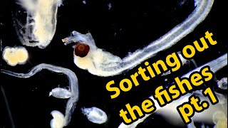 Picking out the larval fishes from a plankton sample!