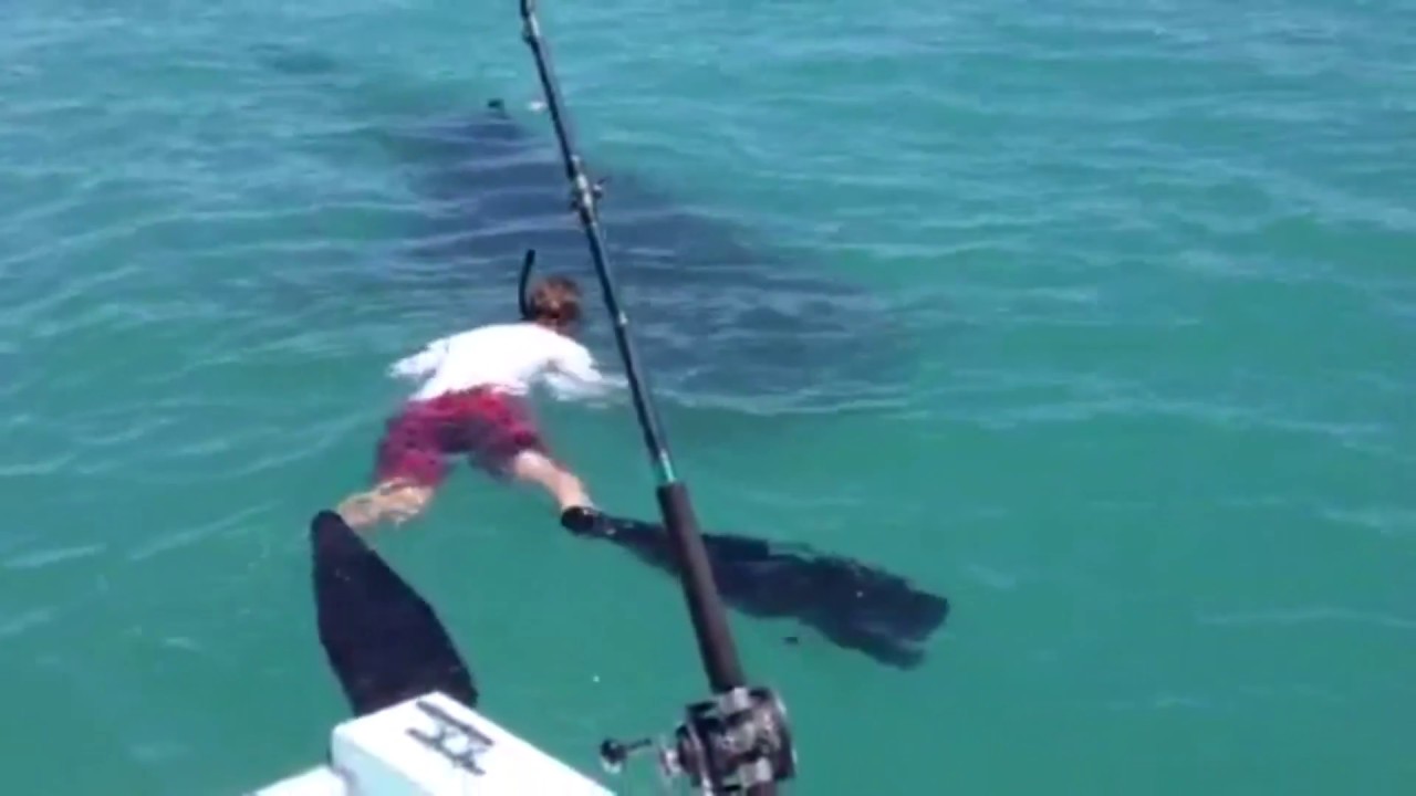 Pearson Brothers Winery tries to Swim with the Sharks! YouTube