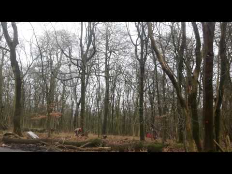 Winch assisted felling