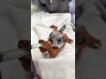 Hungry Squirrel Drinks Milk Like They Are Possessed #babyanimals