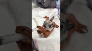 Hungry Squirrel Drinks Milk Like They Are Possessed #babyanimals