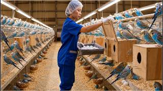 EXPOSED: Inside the World's Largest Budgerigar Hatchery – Egg to Chick Like You've Never Seen