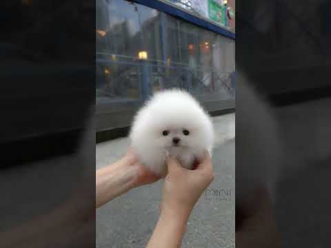 Cute white miniteacup Pomeranian puppy video.😘💖