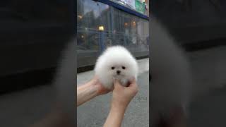 Cute white miniteacup Pomeranian puppy video.😘💖 screenshot 2