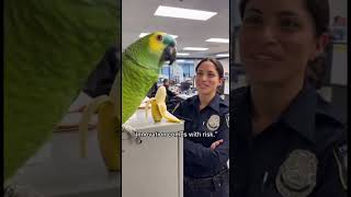 Parrot &amp; Cops - The Office Prank War #parrot #police #shorts #cops
